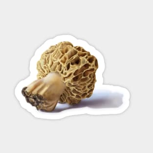 Golden Morel Illustration Sticker